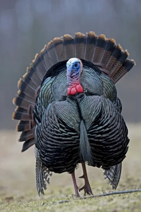 Framed Print : Wild Turkey (Meleagris gallopavo) - Male in display - New York - Widespread in the U. S. and Mexico - reintroduced in much of former range - largest gamebird in North America - birds of the open forest - forage mostly on the ground for seeds - nuts Framed Print : Wild Turkey (Meleagris gallopavo) - Male in display - New York - Widespread in the U. S. and Mexico - reintroduced in much of former range - largest gamebird in North America - birds of the open forest - forage mostly on the ground for seeds - nuts