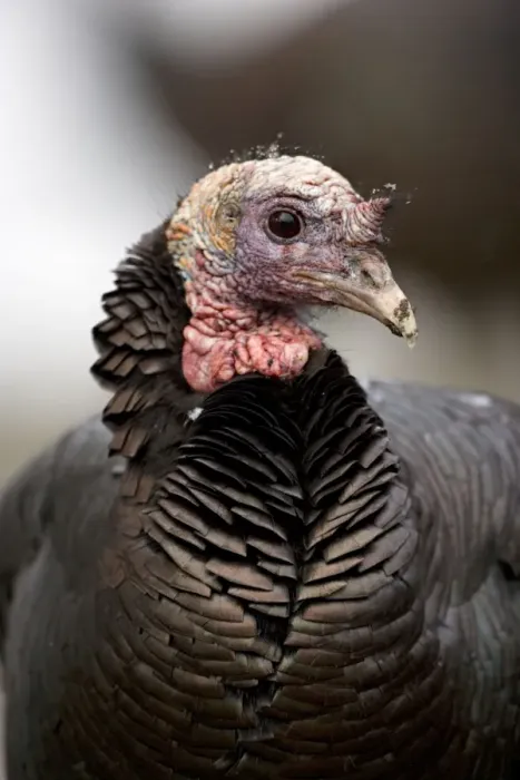 Framed Print : Wild Turkey (Meleagris gallopavo) - Male - New York - Widespread in the U. S. and Mexico - reintroduced in much of former range - largest gamebird in North America - birds of the open forest - forage mostly on the ground for seeds - nuts - acorns Framed Print : Wild Turkey (Meleagris gallopavo) - Male - New York - Widespread in the U. S. and Mexico - reintroduced in much of former range - largest gamebird in North America - birds of the open forest - forage mostly on the ground for seeds - nuts - acorns