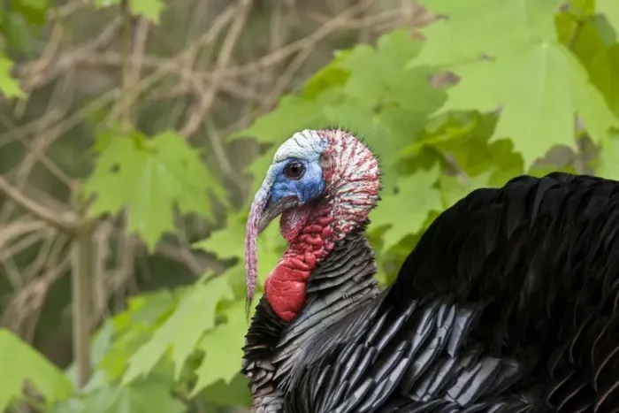 Framed Print : Wild Turkey - Tom or male. May in Connecticut USA Framed Print : Wild Turkey - Tom or male. May in Connecticut USA