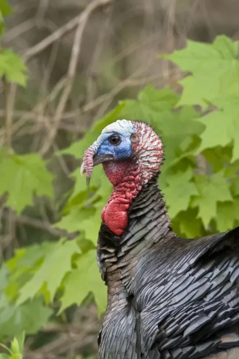 Framed Print : Wild Turkey - Tom or male - May in Connecticut USA Framed Print : Wild Turkey - Tom or male - May in Connecticut USA