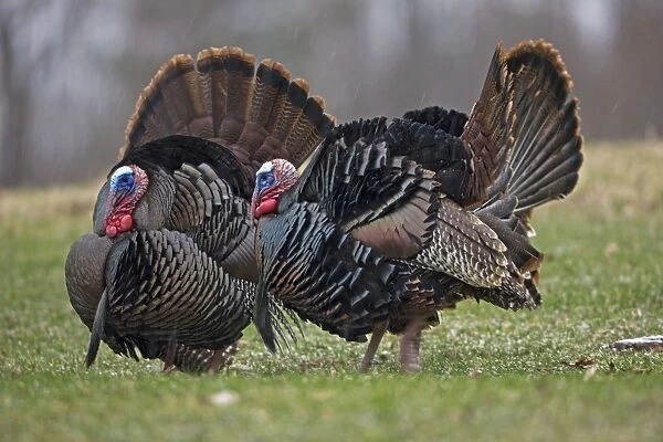 Wild Turkeys (Meleagris gallopavo) - Males in display - New York - In early Spring - Lightly snowing - Widespread in the U. S. and Mexico - reintroduced in much of former range - largest gamebird in North America - birds of the open forest - forage