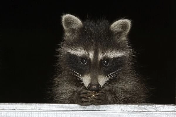 Wild Young Racoon - At house window, feeding Lower Saxony, Germany