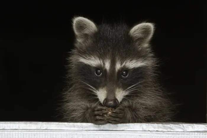 Framed Print : Wild Young Racoon - At house window, feeding Lower Saxony, Germany