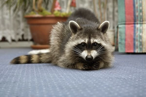 Wild Young Racoon - Resting on living room carpet Lower Saxony, Germany