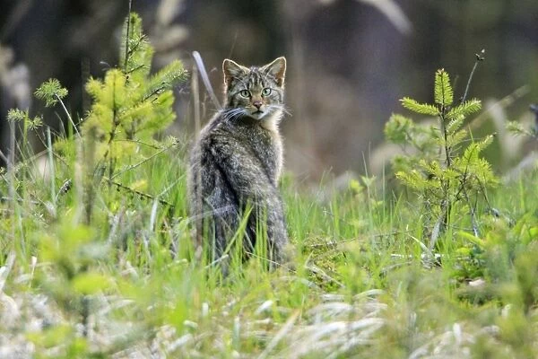 Wildcat - in young fir plantation, Lower Saxony, Germany