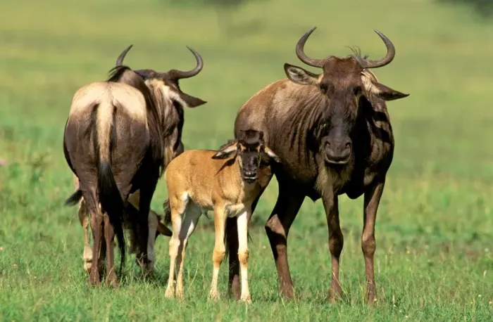 Framed Print : Wildebeest - adult with calf - Masai Mara National Reserve - Kenya JFL13786 Framed Print : Wildebeest - adult with calf - Masai Mara National Reserve - Kenya JFL13786