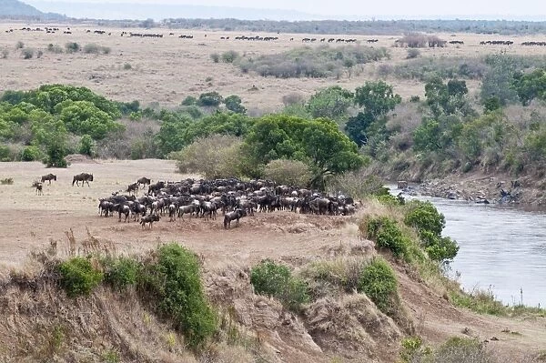 Wildebeest - amassing at river prior to crossing - Masai Mara - Kenya