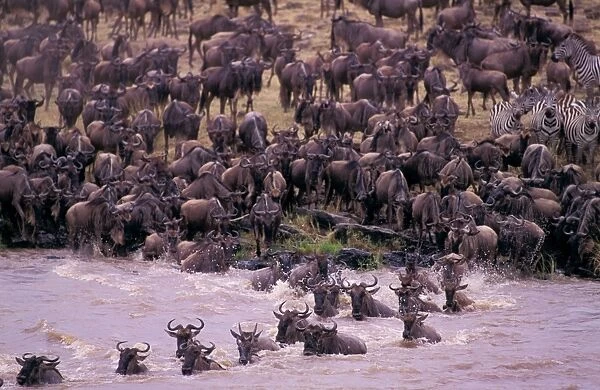 Wildebeest - crossing river on migration - Masai Mara National Reserve - Kenya JFL04198
