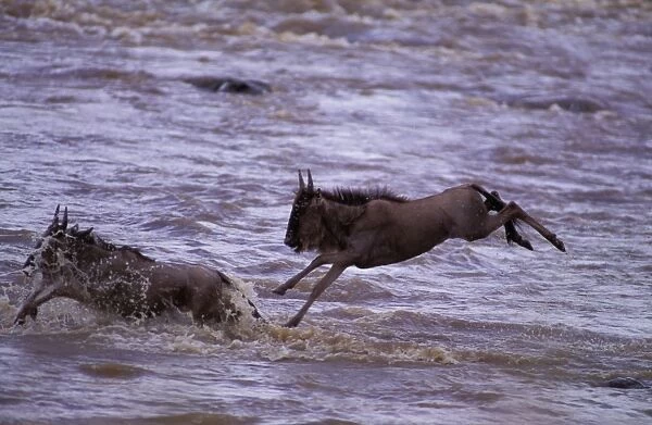 Wildebeest - crossing river on migration - Masai Mara National Reserve - Kenya JFL04213