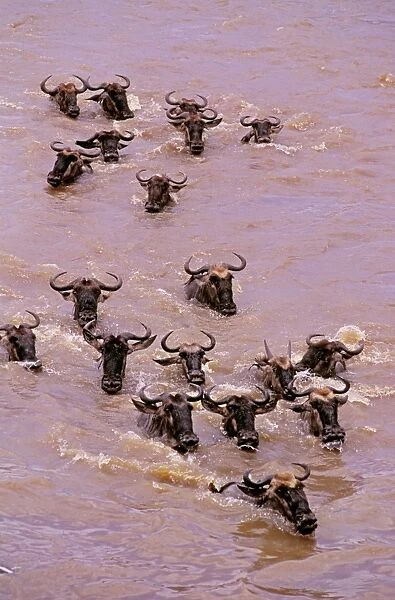 Wildebeest - crossing river on migration - Masai Mara National Reserve - Kenya JFL04214