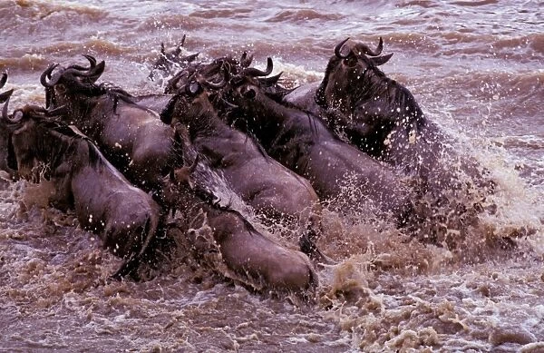 Wildebeest - crossing river on migration - Masai Mara National Reserve - Kenya JFL04220
