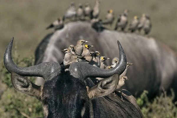 Wildebeest - with different species of social birds following them during their annual migration so as to feed on parasites - Ndutu area between Serengeti and Ngorongoro - Tanzania - Africa