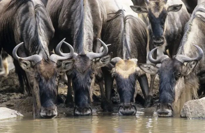 Framed Print : Wildebeest - drinking Grumeti River, Serengeti National Park, Tanzania, Africa Framed Print : Wildebeest - drinking Grumeti River, Serengeti National Park, Tanzania, Africa