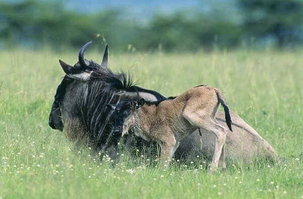 Wildebeest - Female & calf Maasai Mara, Kenya, Africa