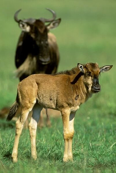 Wildebeest - female and calf - Masai Mara National Reserve - Kenya JFL13798