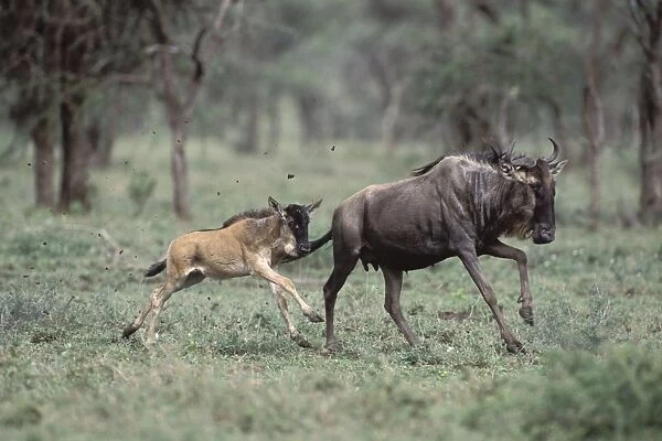 Wildebeest - female running with calf - Ngorongoro Conservation Area, Tanzania