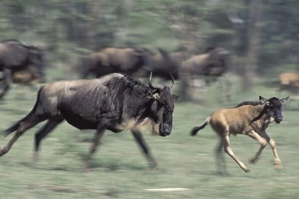 Wildebeest - female running with calf - Ngorongoro Conservation Area, Tanzania