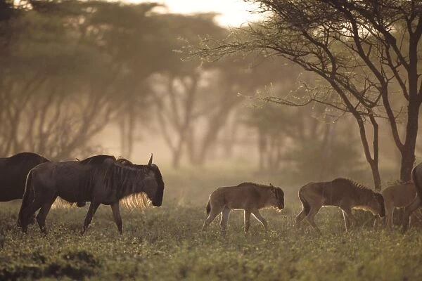 Wildebeest - females with calves in acacia woodland - Ngorongoro Conservation Area, Tanzania