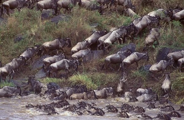 Wildebeest - frantically leaving river during migration - Masai Mara National Reserve - Kenya JFL14715
