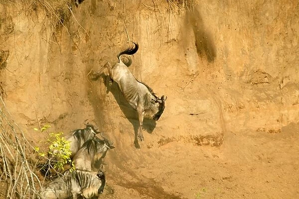 Wildebeest  /  Gnu - on migration leaping into the Mara River. Maasai Mara - Kenya - Africa