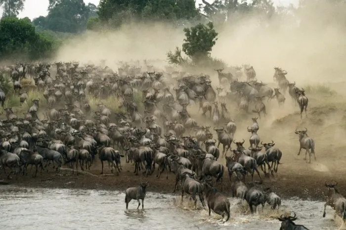 Framed Print : Wildebeest / Gnu - migration - Maasai Mara - Kenya - Africa Framed Print : Wildebeest / Gnu - migration - Maasai Mara - Kenya - Africa