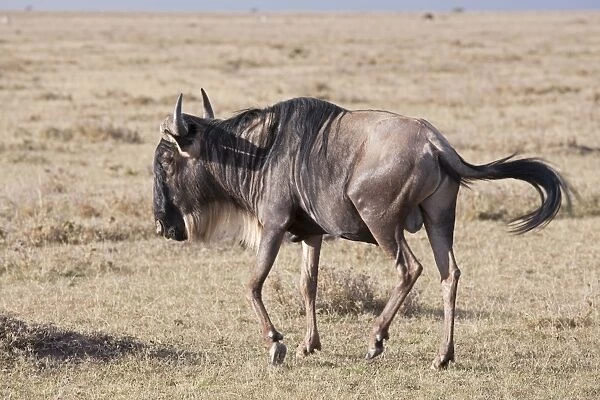 Wildebeest  /  Gnu - On savannah plains - Maasai Mara North Reserve Kenya Africa