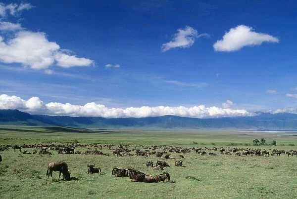 Wildebeest Great Rift Valley, Ngorongoro Crater, Tanzania, Africa