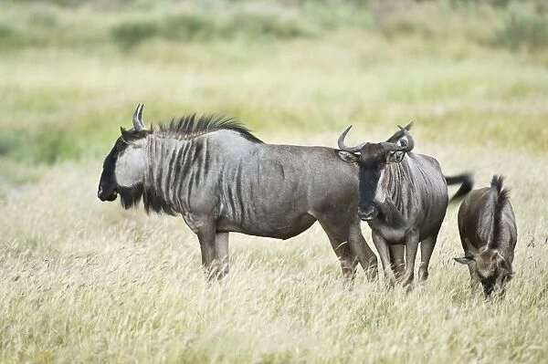 Wildebeest - group standing in long grass with one grazing - Kalahari - Botswana