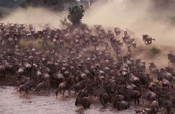 Wildebeest - herd crossing river on migration - Masai Mara National Reserve - Kenya JFL09199