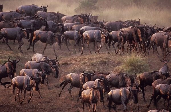 Wildebeest - herd on migration - Masai Mara National Reserve - Kenya JFL09298