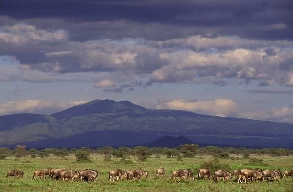 Wildebeest - Herd on savannah - Serengeti National Park - Tanzania - Africa JFL13715  /  209612