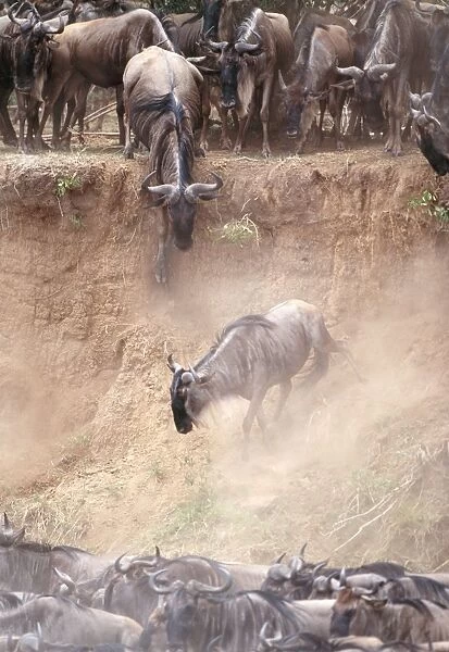 Wildebeest - jumping down bank to Mara River - Masai Mara National Park