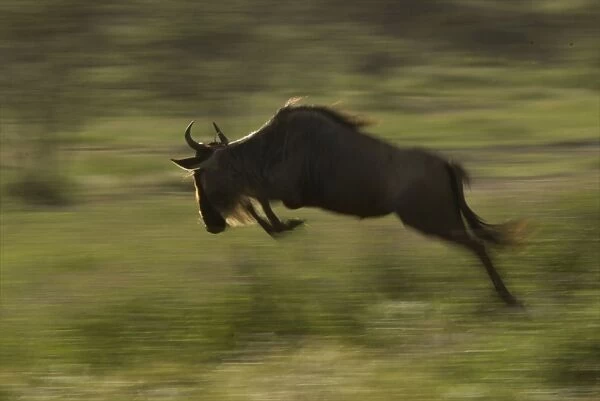 Wildebeest jumping - panning - Ngorongoro conservation area - Tanzania - Africa