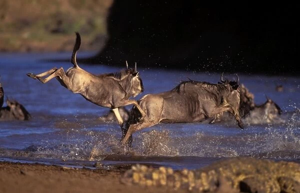 Wildebeest - leaping into river during migration - Masai Mara National Reserve - Kenya JFL17467