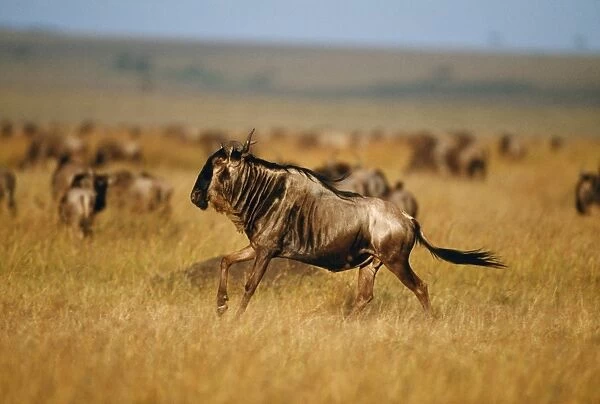 Wildebeest Maasai Mara, Kenya, Africa