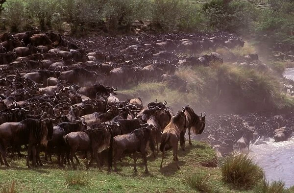 Wildebeest - migration - Maasai Mara National Reserve - Kenya JFL01797