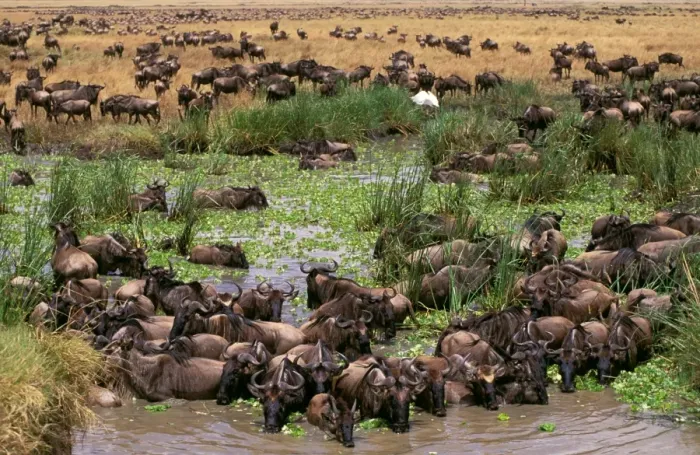 Framed Print : Wildebeest - migration - Maasai Mara National Reserve - Kenya JFL01731 Framed Print : Wildebeest - migration - Maasai Mara National Reserve - Kenya JFL01731