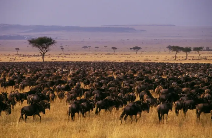 Framed Print : Wildebeest - migration - Maasai Mara National Reserve - Kenya JFL01779 Framed Print : Wildebeest - migration - Maasai Mara National Reserve - Kenya JFL01779