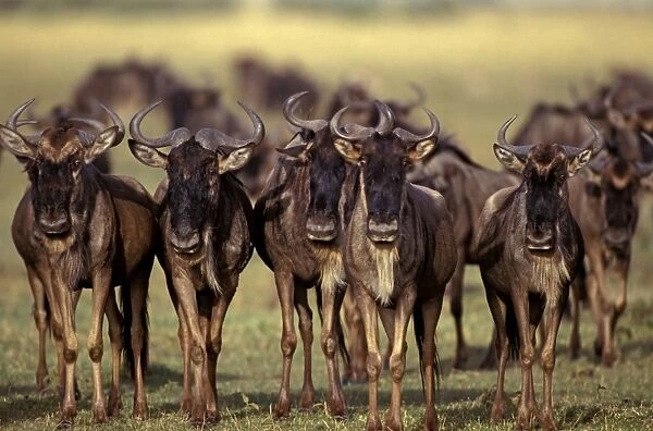 Wildebeest - on migration - Masai Mara National Reserve - Kenya JFL04179