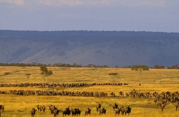 Wildebeest - migration - Masai Mara National Reserve - Kenya JFL13749