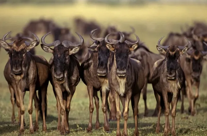 Framed Print : Wildebeest - on migration - Masai Mara National Reserve - Kenya JFL04179 Framed Print : Wildebeest - on migration - Masai Mara National Reserve - Kenya JFL04179