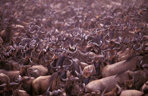 Wildebeest - migration throng, Masai Mara National Reserve, Kenya JFL04169