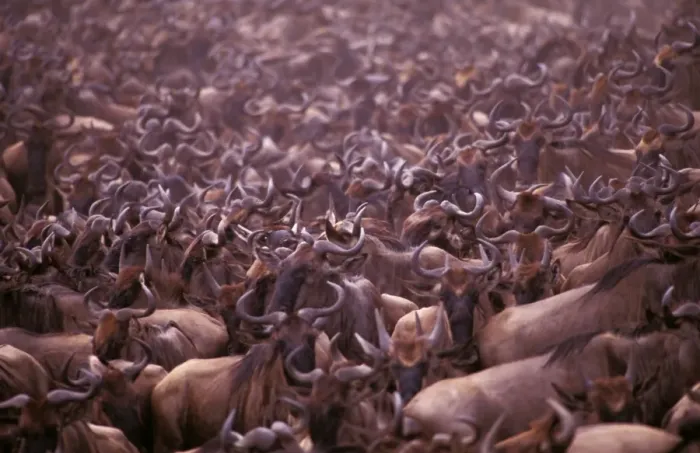 Framed Print : Wildebeest - migration throng, Masai Mara National Reserve, Kenya JFL04169 Framed Print : Wildebeest - migration throng, Masai Mara National Reserve, Kenya JFL04169