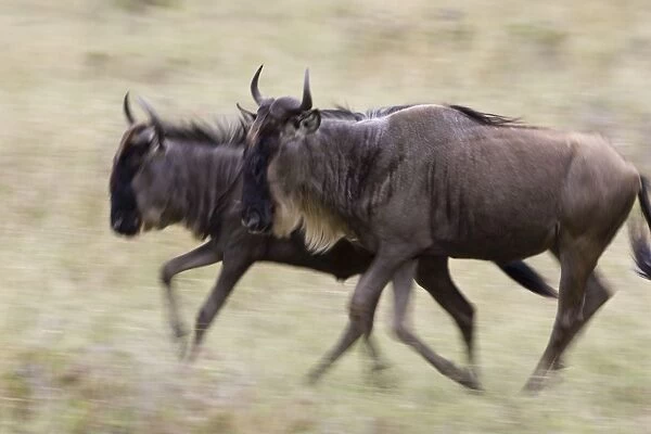 Wildebeest - Mother running with calf Serengeti National Park, Tanzania