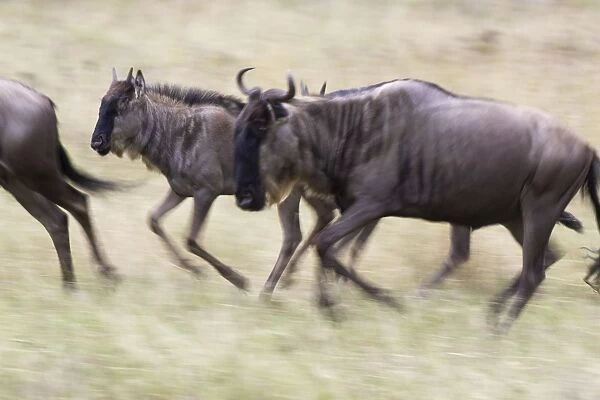 Wildebeest - Mother running with calf Serengeti National Park, Tanzania
