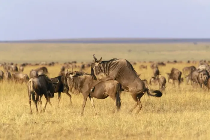 Framed Print : Wildebeest - pair mating Maasai Mara, Kenya, Africa Framed Print : Wildebeest - pair mating Maasai Mara, Kenya, Africa