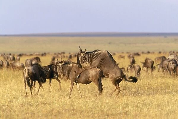 Wildebeest - pair mating Maasai Mara, Kenya, Africa