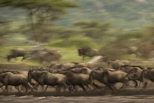 Wildebeest - running - panning - Ngorongoro conservation area - Tanzania - Africa