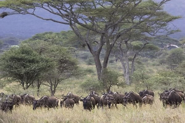 Wildebeest Serengeti National Park, Tanzania