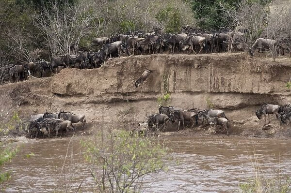 Wildebeest - starting to cross river - one jumping off bank in the background - Masai Mara - Kenya